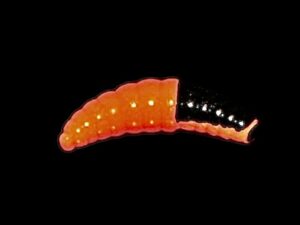 Soorex  Maggot 42 mm BlackOrange Käse