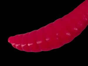Soorex  Maggot 42 mm Fuchsia Käse