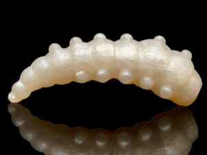 Soorex Major 42 mm  Pearl