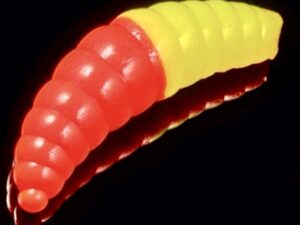 Soorex  Maggot 42 mm Orange/Lemon Käse