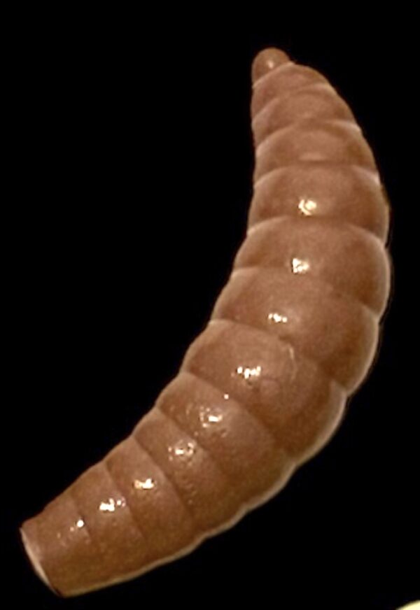 Soorex  Maggot 42 mm Latte Käse