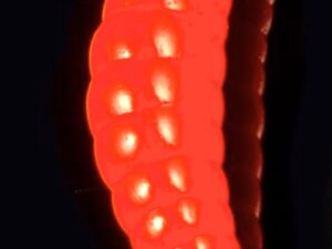 Soorex  Maggot 42 mm Orange Käse