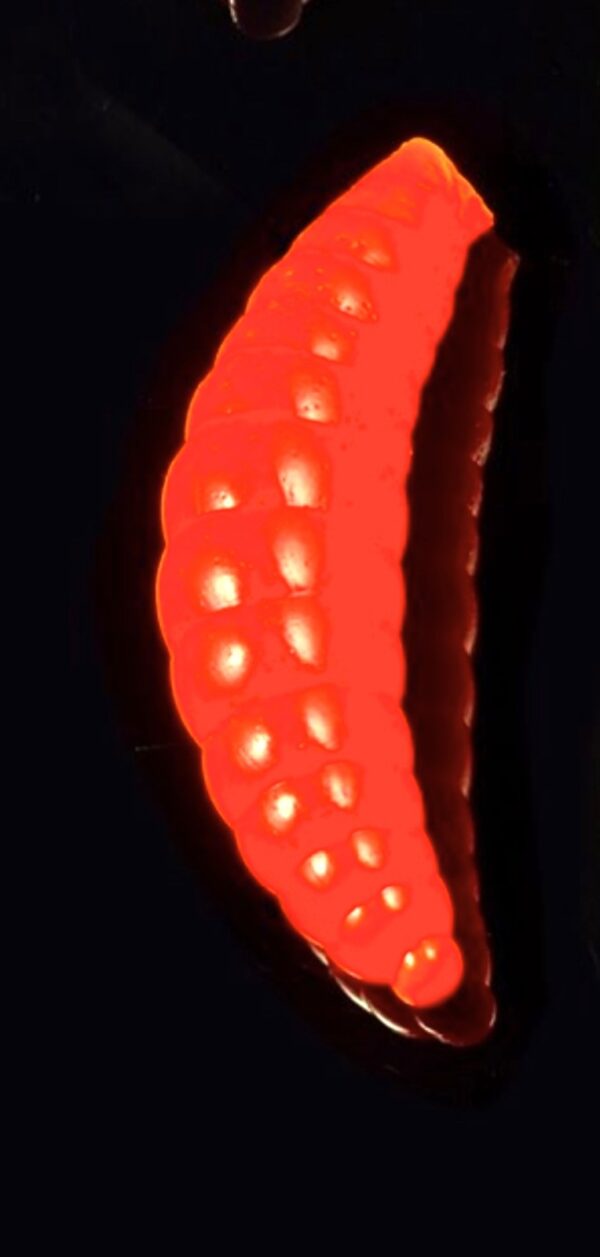 Soorex  Maggot 42 mm Orange Käse