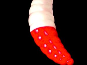 Soorex  Maggot 42 mm Orange/White Käse