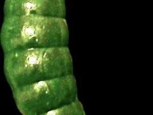 Soorex  Maggot 42 mm Olive Käse