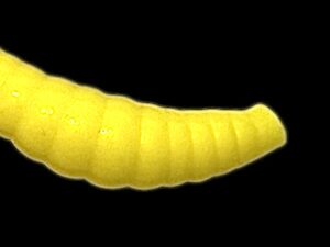 Soorex  Maggot 42 mm Lemon Käse