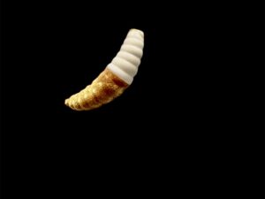 Soorex  Maggot 42 mm White Gold Käse