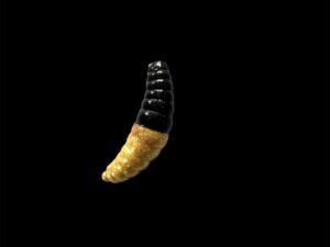 Soorex  Maggot 42 mm Black Gold Käse