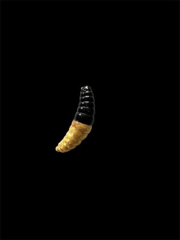 Soorex  Maggot 42 mm Black Gold Käse